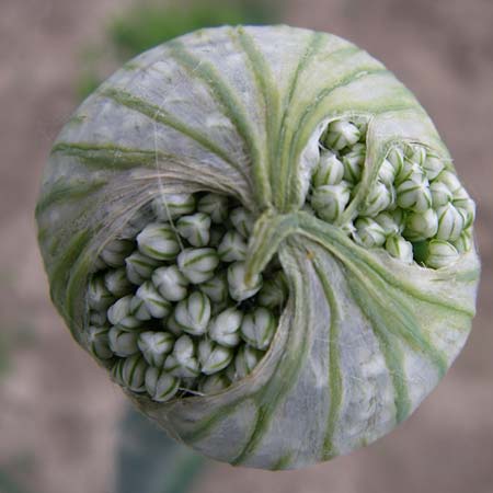 Allium cepa \ Kchen-Zwiebel, Sommer-Zwiebel / Onion, D Lampertheim 27.5.2008