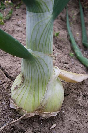 Allium cepa \ Kchen-Zwiebel, Sommer-Zwiebel / Onion, D Lampertheim 27.5.2008