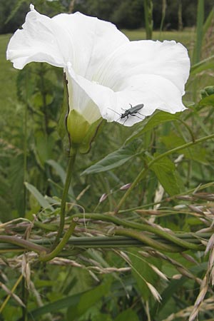 Calystegia sepium \ Echte Zaun-Winde / Hedge Bindweed, D Groß-Gerau 20.6.2009
