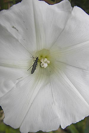 Calystegia sepium \ Echte Zaun-Winde / Hedge Bindweed, D Groß-Gerau 20.6.2009