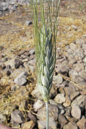 Hordeum distichon \ Zweizeilige Gerste, D Mannheim 15.5.2011