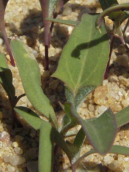 Atriplex longipes \ Stiel-Melde / Long-Stalked Orache, D Botan. Gar.  Universit.  Mainz 4.8.2007