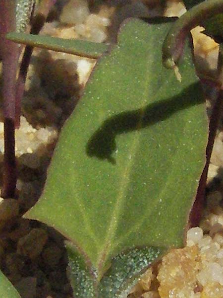 Atriplex longipes \ Stiel-Melde / Long-Stalked Orache, D Botan. Gar.  Universit.  Mainz 4.8.2007