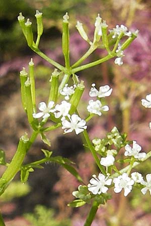 Anthriscus cerefolium \ Garten-Kerbel / Chervil, D Botan. Gar.  Universit.  Mainz 11.7.2009