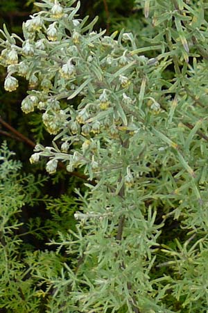 Artemisia pontica \ Pontischer Beifu�, R�mischer Wermut / Roman Wormwood, D Botan. Gar.  Universit.  Mainz 13.9.2008