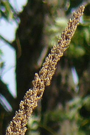 Artemisia tournefortiana \ Armenischer Beifu� / Armenian Wormwood, D Hockenheim 22.10.2021
