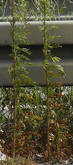 Artemisia tournefortiana \ Armenischer Beifu� / Armenian Wormwood, D Hockenheim 1.9.2022