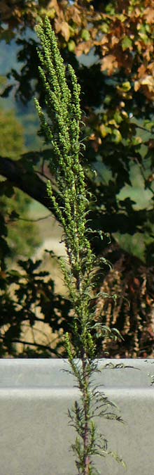 Artemisia tournefortiana \ Armenischer Beifu� / Armenian Wormwood, D Hockenheim 12.9.2022