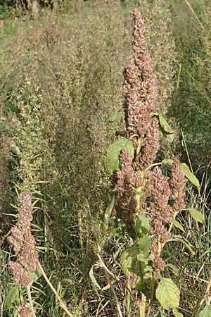 Amaranthus retroflexus \ Rauhaariger Amaranth / Common Pigweed, D Mannheim 3.10.2017