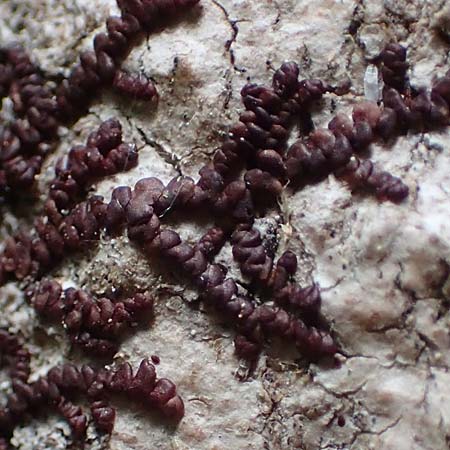 Alyxoria ochrocheila \ Ockerfr&uuml;chtige Zeichen-Flechte / Scribble Lichen, D Simmerath-Erkensruhr 9.6.2020