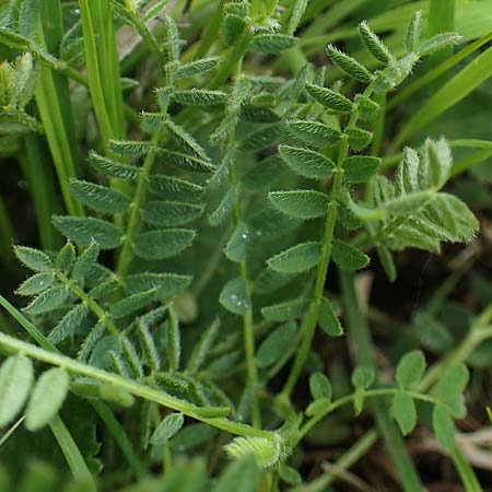 Astragalus danicus \ D&auml;nischer Tragant / Purple Milk-Vetch, D Neuleiningen 28.5.2021