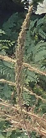 Artemisia tournefortiana \ Armenischer Beifu� / Armenian Wormwood, D Hockenheim 15.10.2021