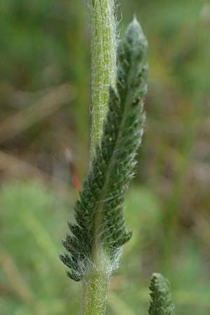 Achillea setacea \ Feinbl�ttrige Wiesen-Schafgarbe / Fine-Leaved Milfoil, D Th&uuml;ringen, Erfurt 6.6.2022