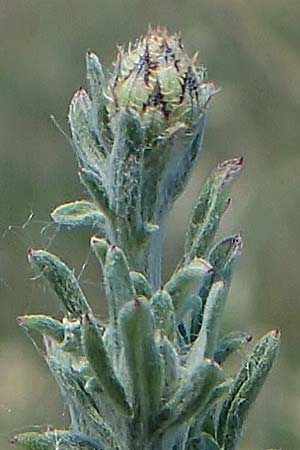Centaurea stoebe \ Rispen-Flockenblume / Panicled Knapweed, D Th&uuml;ringen, Hemleben 12.6.2023