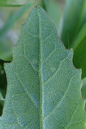 Atriplex prostrata \ Spie&szlig;-Melde, Spie&szlig;bl&auml;ttrige Melde / Spear-Leaved Orache, D Th&uuml;ringen, Artern 13.6.2023