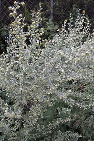 Artemisia absinthium \ Wermut / Wormwood, D Mannheim 28.6.2007