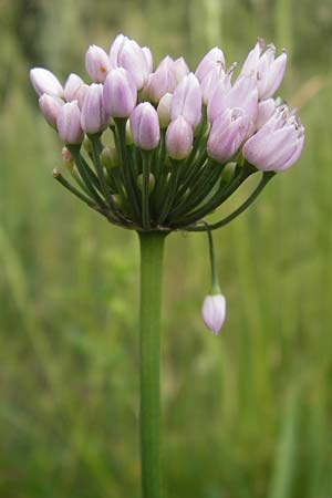Allium angulosum \ Kanten-Lauch / Angle Onion, D Pfalz, Speyer 3.7.2012