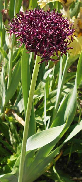 Allium atropurpureum \ Granat-Kugel-Lauch / Purple Flowering Onion, D  8.6.2013
