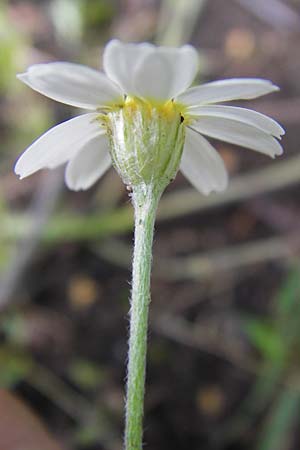 Anthemis arvensis \ Acker-Hundskamille / Corn Chamomile, D Mannheim 27.6.2013