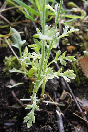 Anthemis arvensis \ Acker-Hundskamille / Corn Chamomile, D Mannheim 27.6.2013