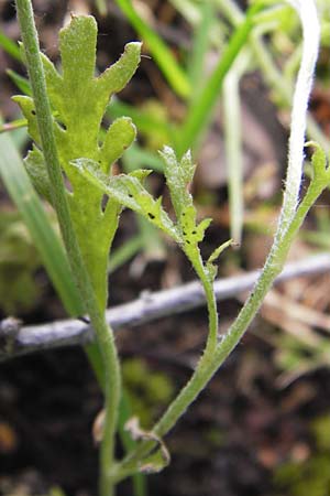 Anthemis arvensis \ Acker-Hundskamille / Corn Chamomile, D Mannheim 27.6.2013