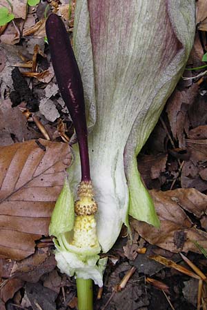 Arum maculatum \ Aronstab / Cuckoo Pint, D &Ouml;stringen-Eichelberg 30.4.2015