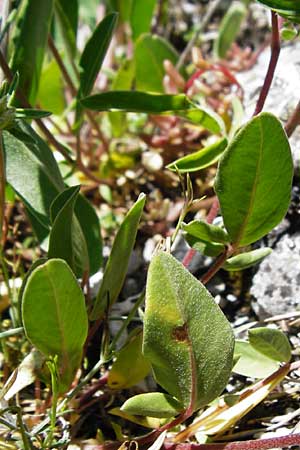 Anthyllis vulneraria subsp. alpestris \ Alpen-Wundklee / Alpine Kidney Vetch, D Fridingen 3.6.2015