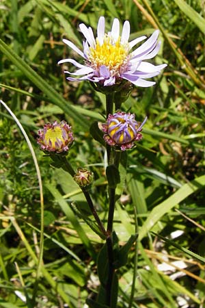 Aster amellus \ Berg-Aster / Italian Aster, D Allmendingen 10.7.2015