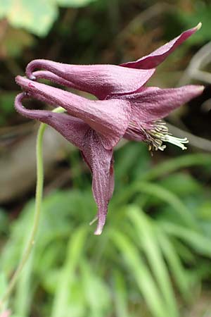 Aquilegia atrata \ Schwarzviolette Akelei / Dark Columbine, D M&uuml;hlheim an der Donau 20.6.2015