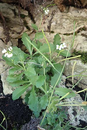 Arabis alpina subsp. alpina \ Alpen-G�nsekresse / Alpine Rock-Cress, D Pfronten 28.6.2016