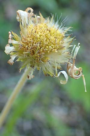 Aster bellidiastrum \ Alpen-Ma&szlig;liebchen / Daisy Star, D Pfronten 28.6.2016