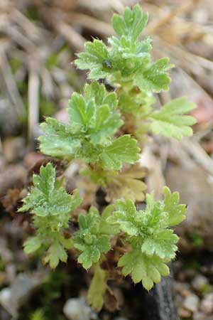 Aphanes inexspectata \ Kleinfr�chtiger Ackerfrauenmantel / Slender Parsley Piert, D Rheinstetten-Forchheim 23.7.2016