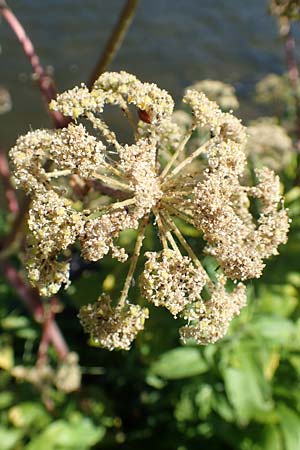 Angelica archangelica \ Arznei-Engelwurz, Echte Engelwurz / Garden Angelica, Holy Ghost, D Laudenbach am Main 24.6.2017