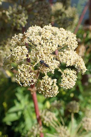 Angelica archangelica \ Arznei-Engelwurz, Echte Engelwurz / Garden Angelica, Holy Ghost, D Laudenbach am Main 24.6.2017