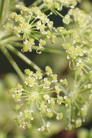 Angelica archangelica \ Arznei-Engelwurz, Echte Engelwurz / Garden Angelica, Holy Ghost, D Laudenbach am Main 24.6.2017