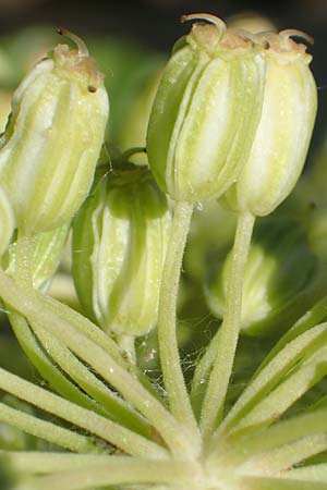 Angelica archangelica \ Arznei-Engelwurz, Echte Engelwurz / Garden Angelica, Holy Ghost, D Laudenbach am Main 24.6.2017