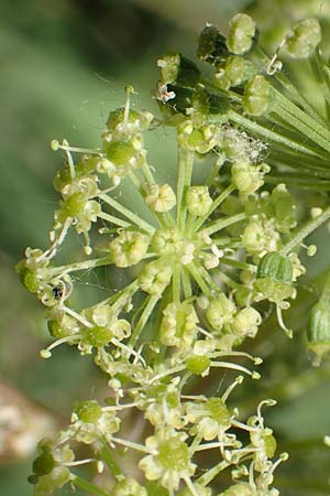 Angelica archangelica \ Arznei-Engelwurz, Echte Engelwurz / Garden Angelica, Holy Ghost, D Laudenbach am Main 24.6.2017