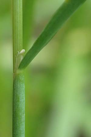 Alopecurus aequalis \ Gelbroter Fuchsschwanz / Orange Foxtail, D Gro&szlig;-Gerau 28.7.2017