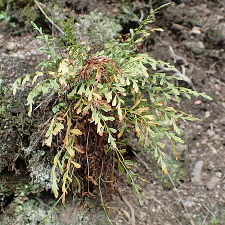 Asplenium x alternifolium \ Deutscher Strichfarn / Hybrid Spleenwort, D Heidelberg 22.9.2017