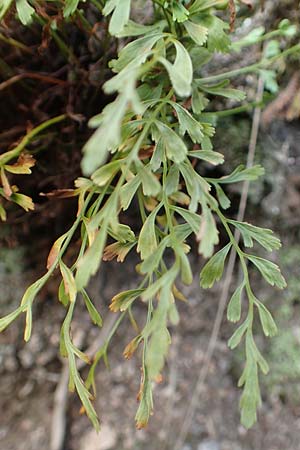 Asplenium x alternifolium \ Deutscher Strichfarn / Hybrid Spleenwort, D Heidelberg 22.9.2017