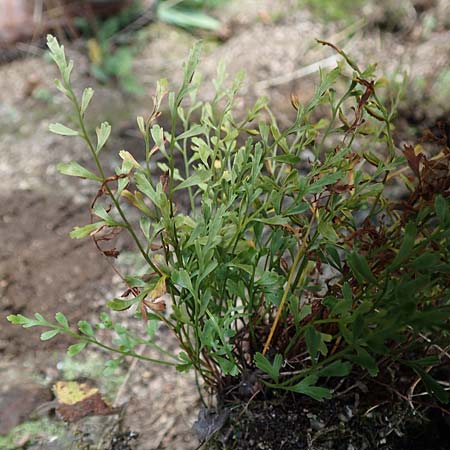 Asplenium x alternifolium \ Deutscher Strichfarn / Hybrid Spleenwort, D Heidelberg 22.9.2017