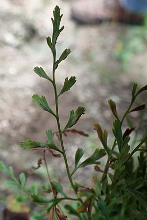 Asplenium x alternifolium \ Deutscher Strichfarn / Hybrid Spleenwort, D Heidelberg 22.9.2017