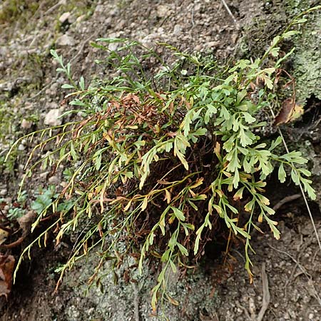 Asplenium x alternifolium \ Deutscher Strichfarn / Hybrid Spleenwort, D Heidelberg 22.9.2017