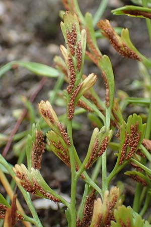 Asplenium x alternifolium \ Deutscher Strichfarn / Hybrid Spleenwort, D Heidelberg 22.9.2017