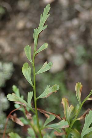 Asplenium x alternifolium \ Deutscher Strichfarn / Hybrid Spleenwort, D Heidelberg 22.9.2017