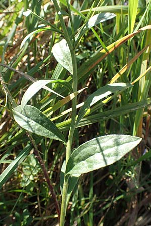Aster amellus \ Berg-Aster / Italian Aster, D Weinheim an der Bergstra&szlig;e 14.10.2017
