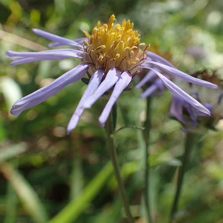 Aster amellus \ Berg-Aster / Italian Aster, D Weinheim an der Bergstra&szlig;e 14.10.2017