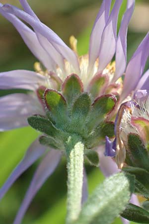 Aster amellus \ Berg-Aster / Italian Aster, D Weinheim an der Bergstra&szlig;e 14.10.2017
