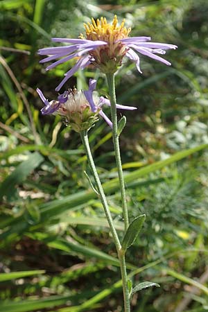 Aster amellus \ Berg-Aster / Italian Aster, D Weinheim an der Bergstra&szlig;e 14.10.2017
