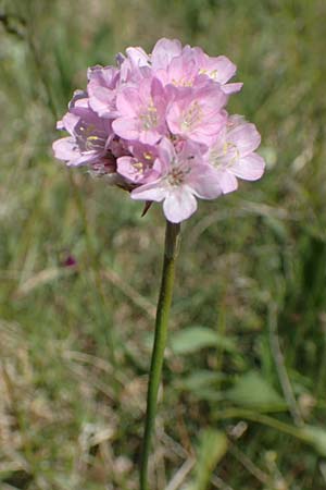 Armeria maritima subsp. elongata \ Sand-Grasnelke / Tall Thrift, D Heusenstamm 7.5.2018